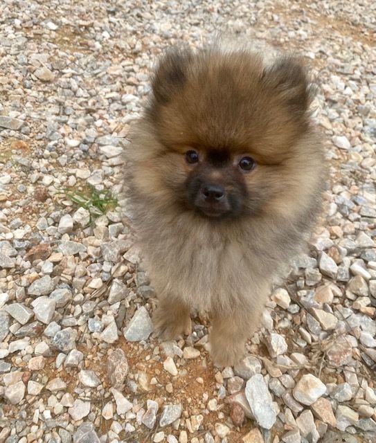 chiot Spitz allemand Ambre Cabezudo