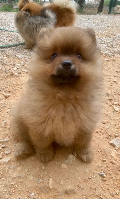 chiot Spitz allemand Ambre Cabezudo