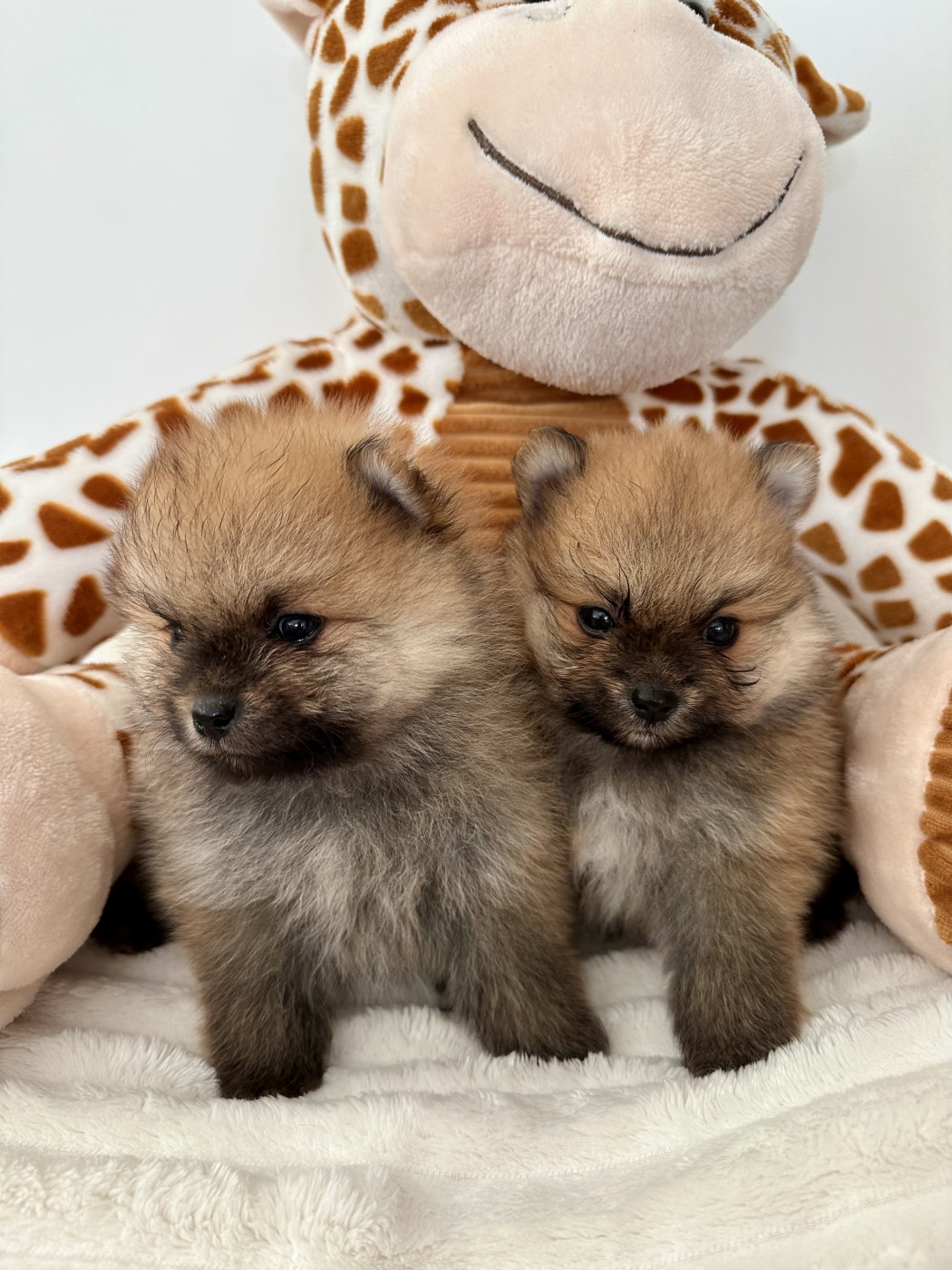 Ambre Cabezudo - Spitz allemand - Portée née le 26/01/2026